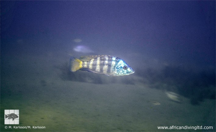 Placidochromis johnstoni 'Metangula'